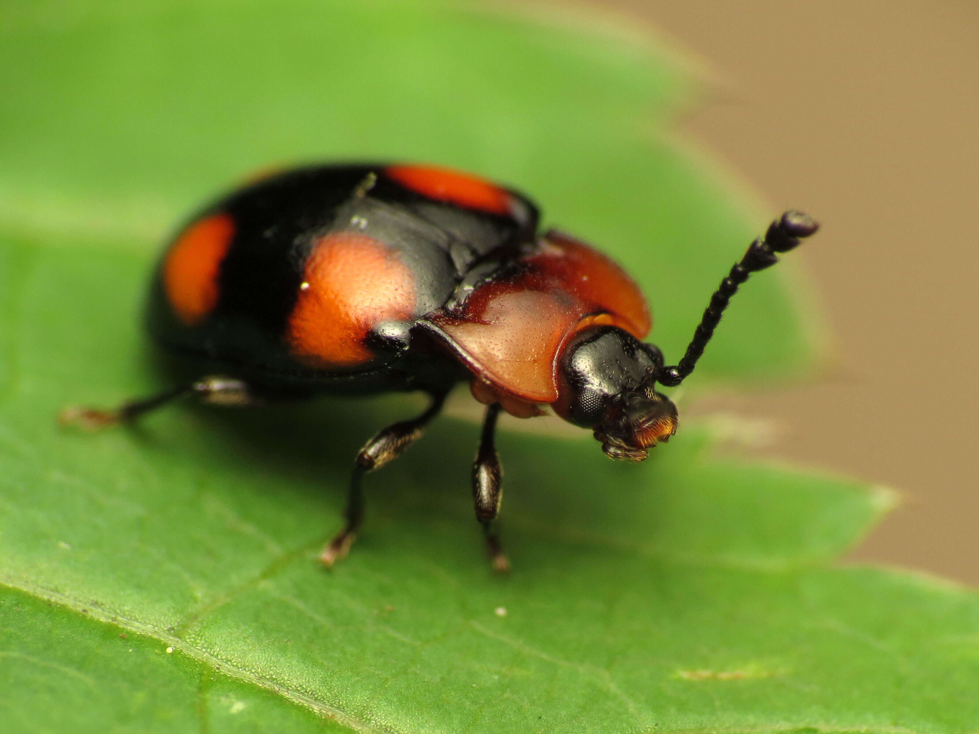 Слика од Mycetina perpulchra (Newman 1838)