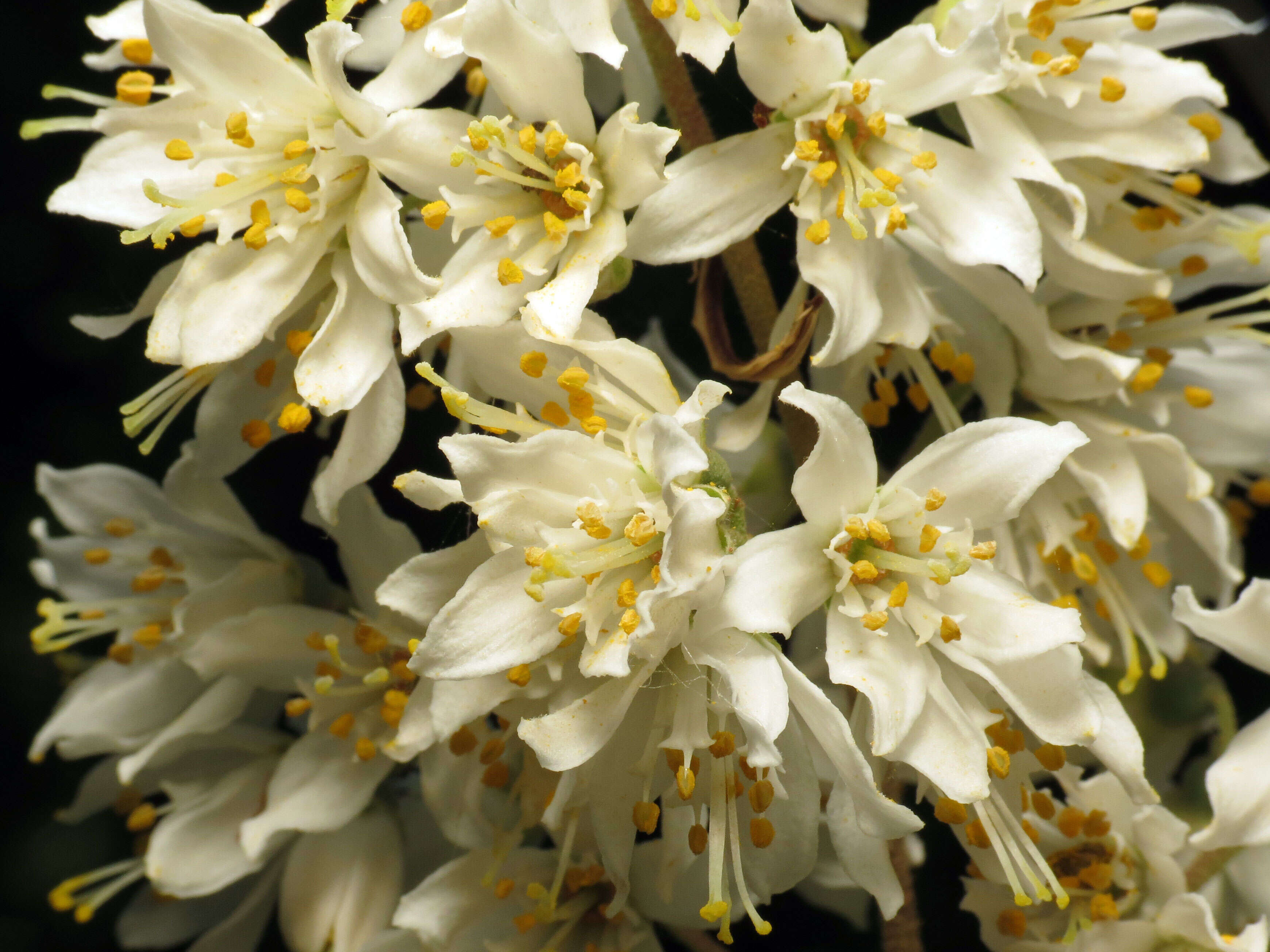 Image of fuzzy pride-of-Rochester