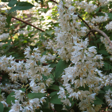 Image of fuzzy pride-of-Rochester