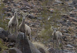 Image of Desert bighorn sheep