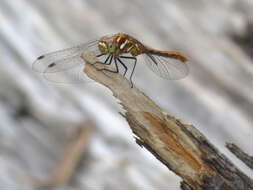 Image of Striped Meadowhawk