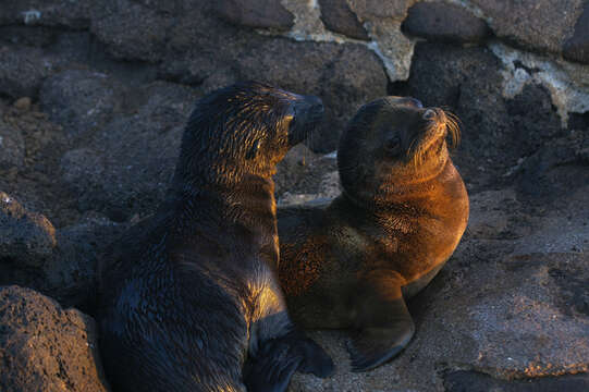 Image of Galapagos Sea Lion