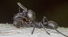 Cephalotes atratus (Linnaeus 1758) resmi