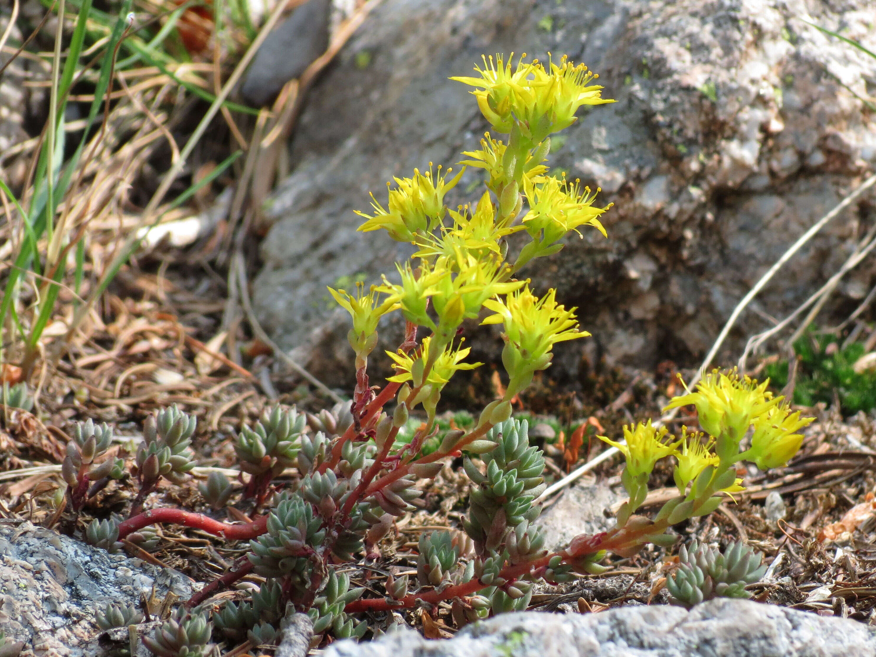 Image de Sedum lanceolatum Torr.