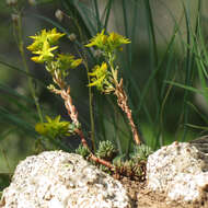 Image of spearleaf stonecrop