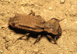 Image of Phellopsis porcata