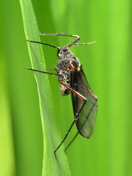 Image of Giant Bark Aphid