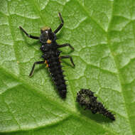 Image of Fifteen-spotted Lady Beetle