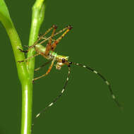 Image of Fork-tailed Bush Katydid