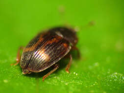 Image of Strawberry Sap Beetle