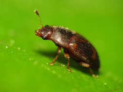 Image of Strawberry Sap Beetle