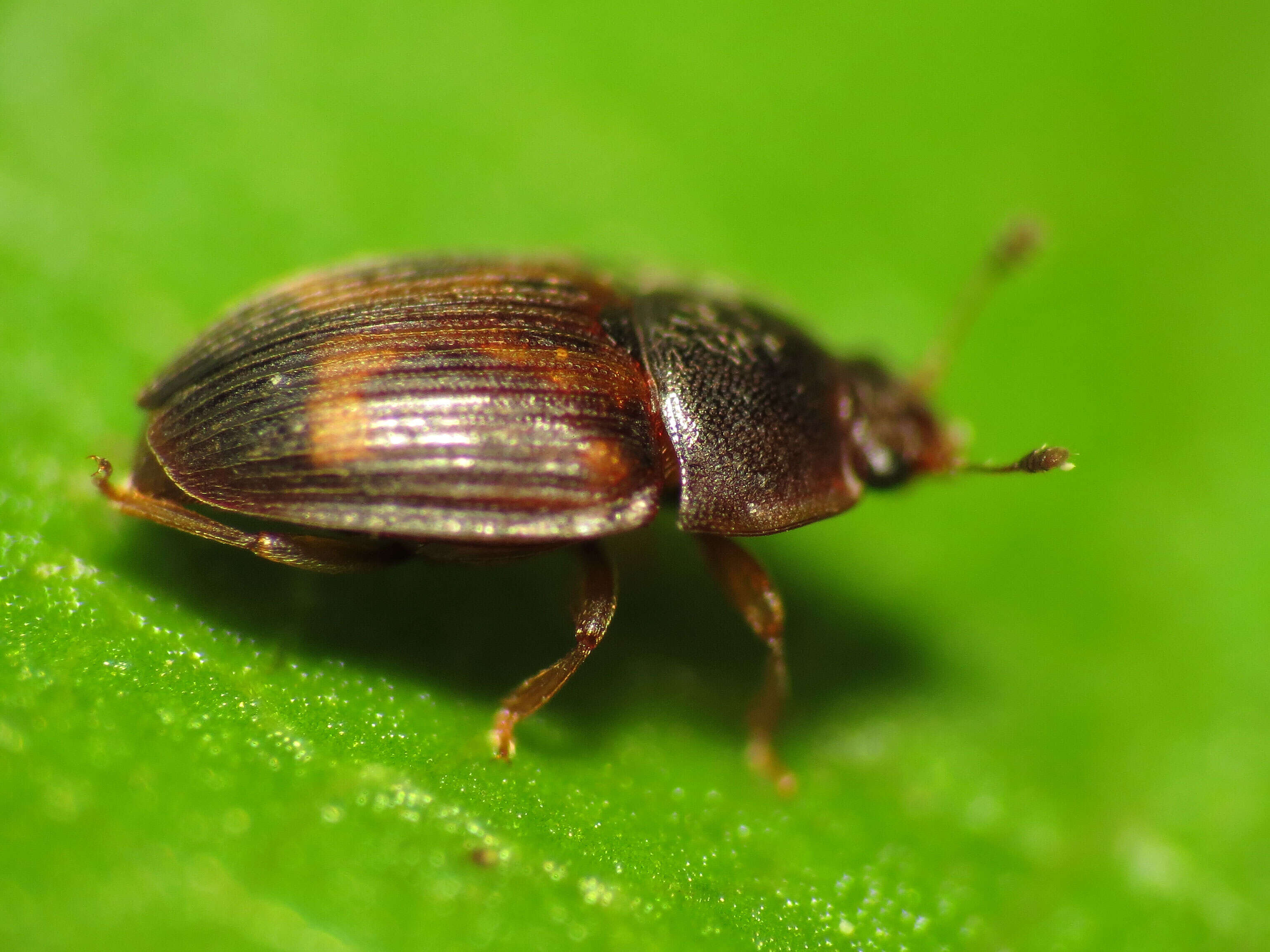 Image of Strawberry Sap Beetle