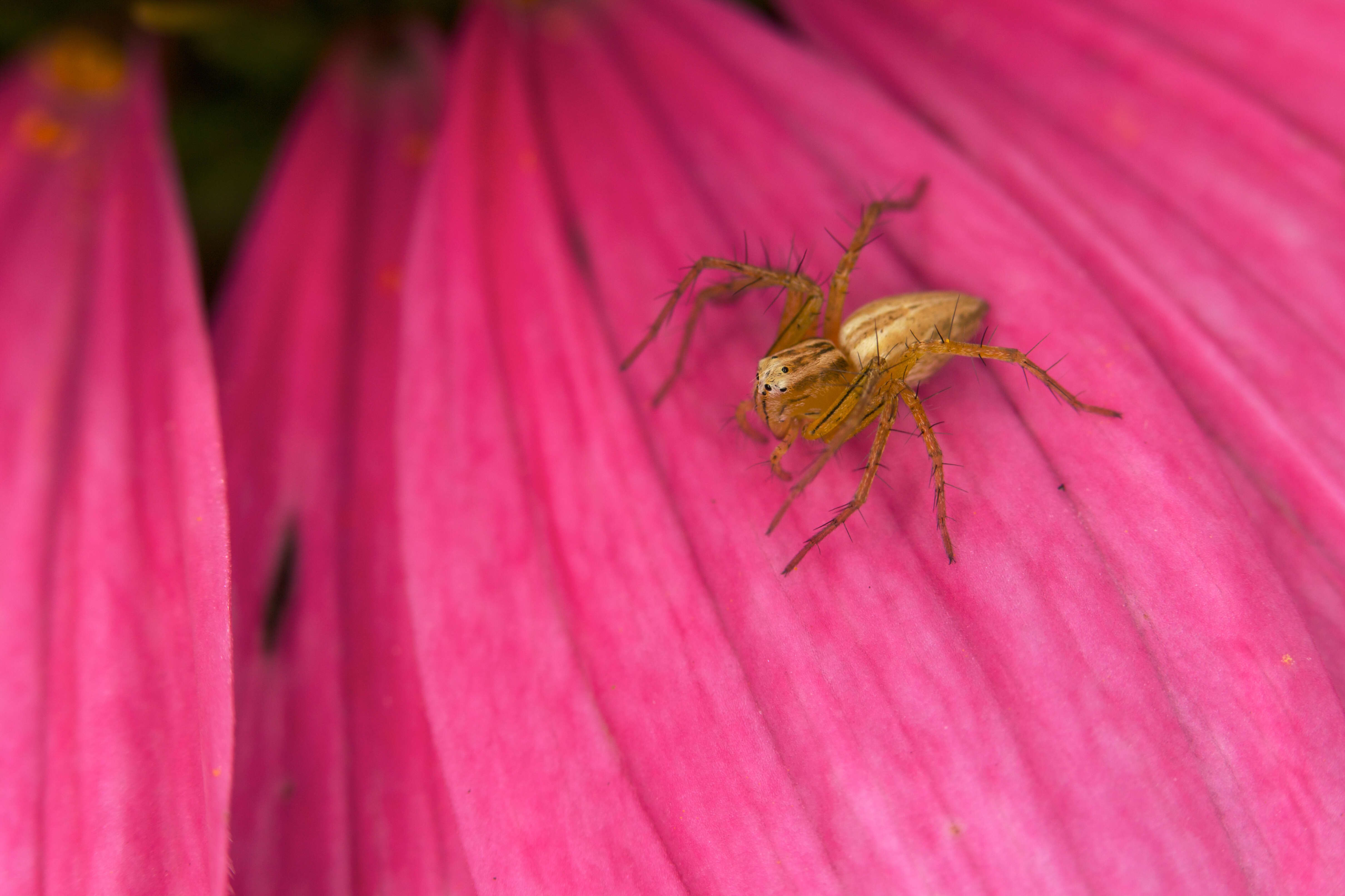 Image of Oxyopes elegans L. Koch 1878