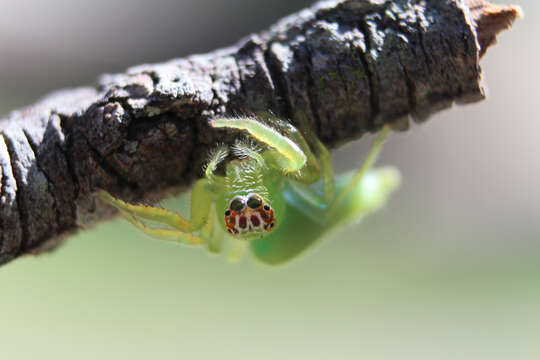 Image of Mopsus mormon Karsch 1878