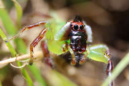 Image of Mopsus mormon Karsch 1878