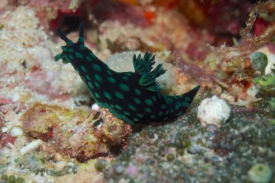 Image of Green spot black slug