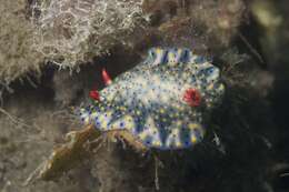 Image of Red gilled yellow spotted green slug