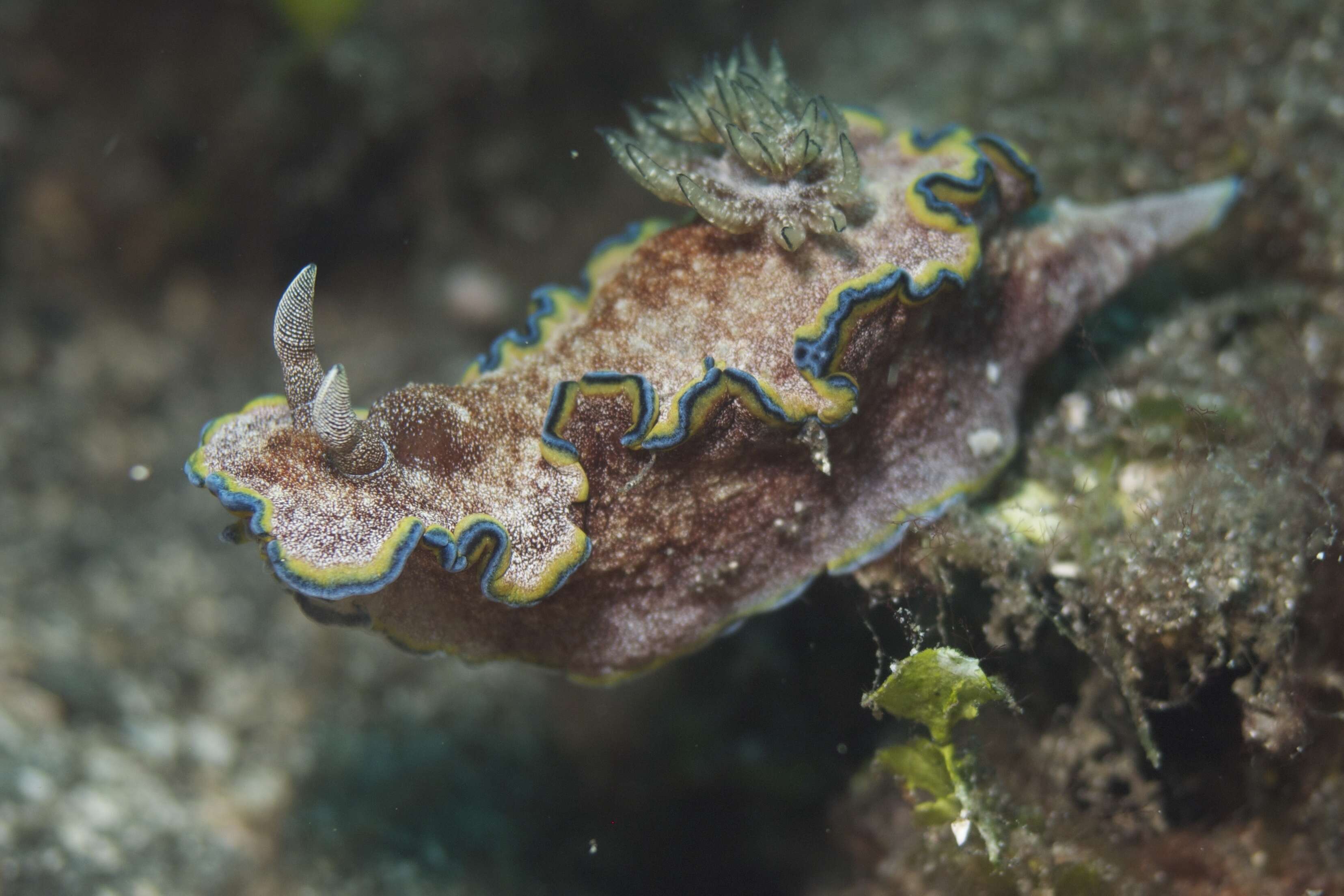 Image of Mauve green edged stocky slug