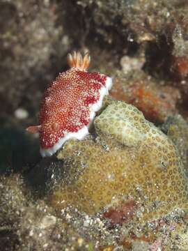 Sivun Goniobranchus reticulatus (Quoy & Gaimard 1832) kuva