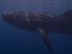 Image of whale sharks