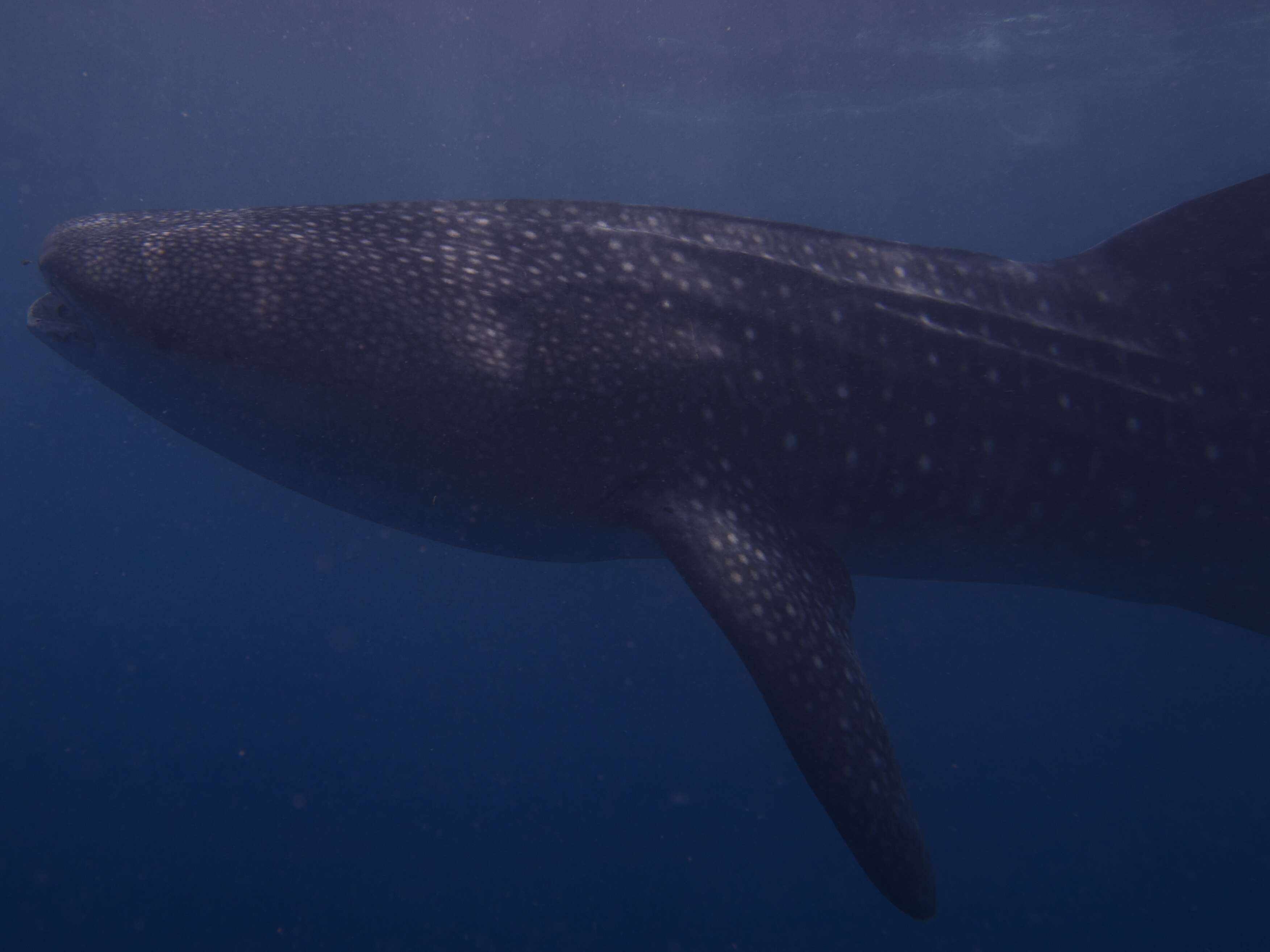 Image of whale sharks