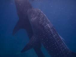 Image of whale sharks