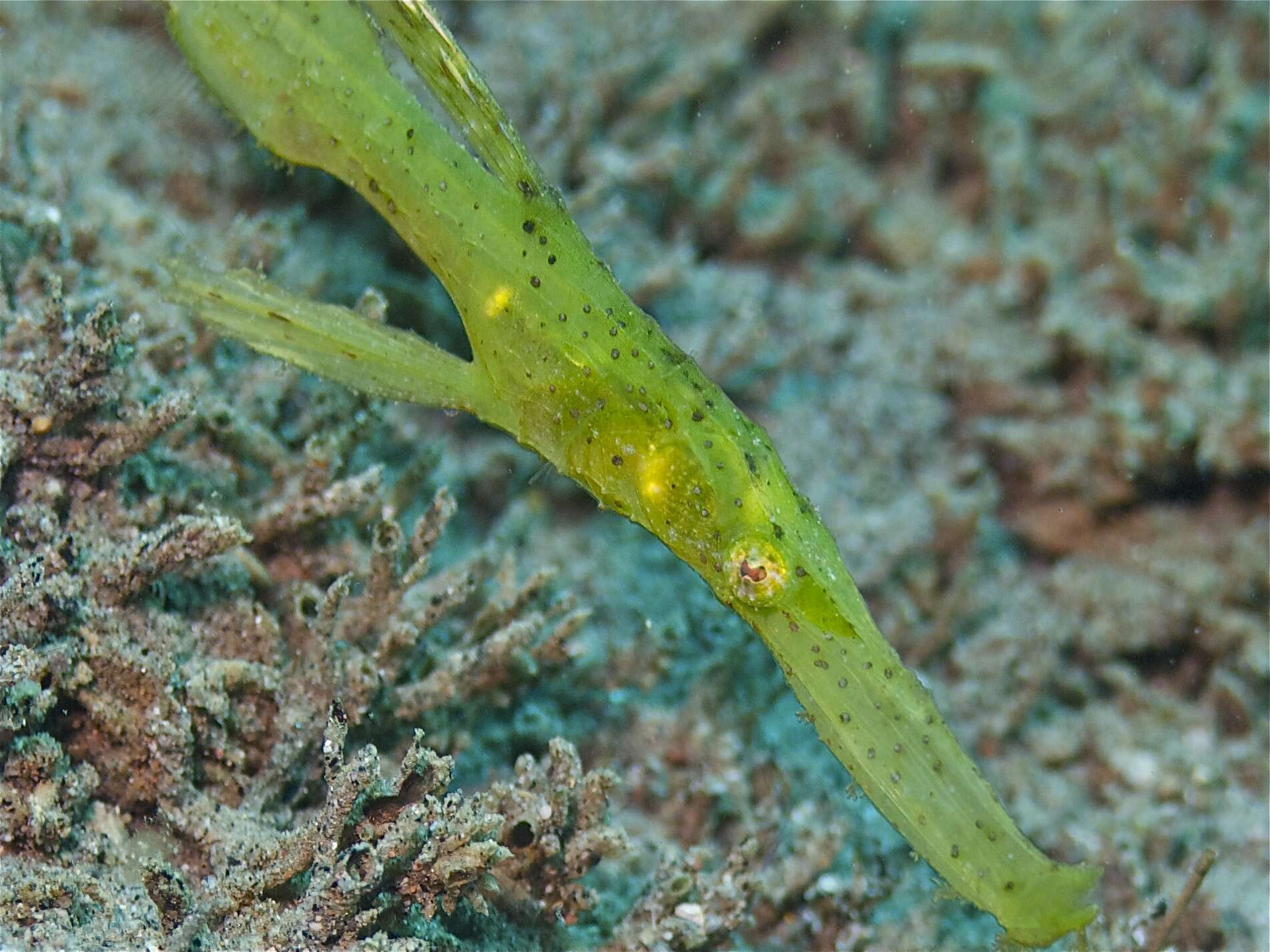 Image of Ghost pipefish