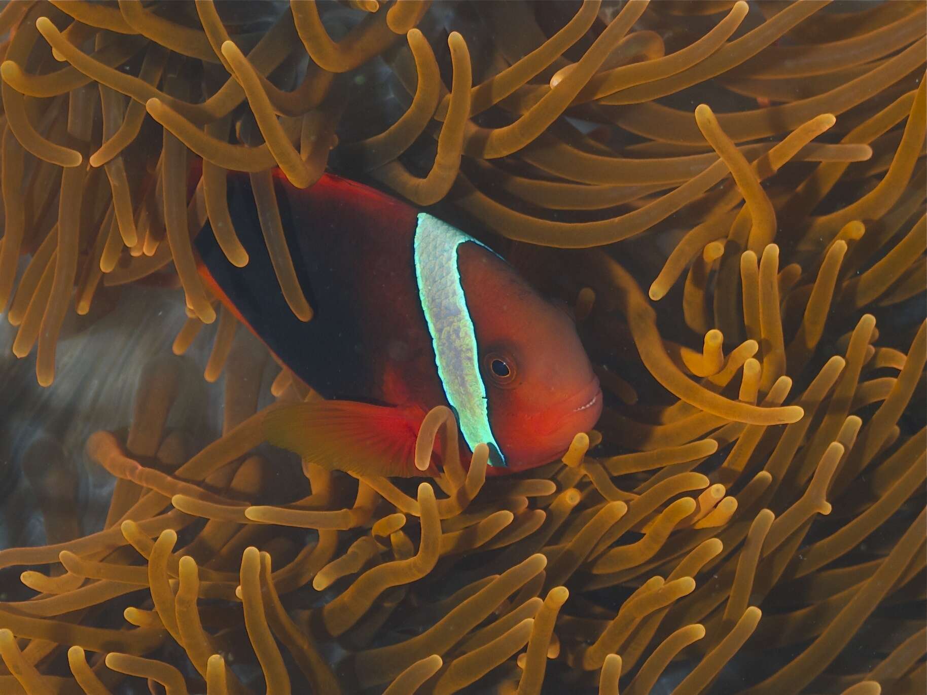 Image of Blackback anemonefish