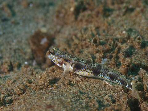 Image of Acentrogobius