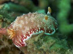 Image of Red-netted slug