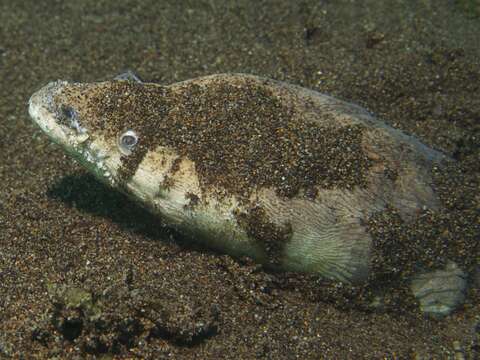 Image of Stargazer snake eel