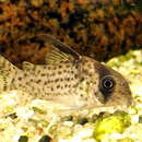 Image of Corydoras kanei Grant 1998