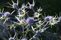 Image of amethyst eryngo