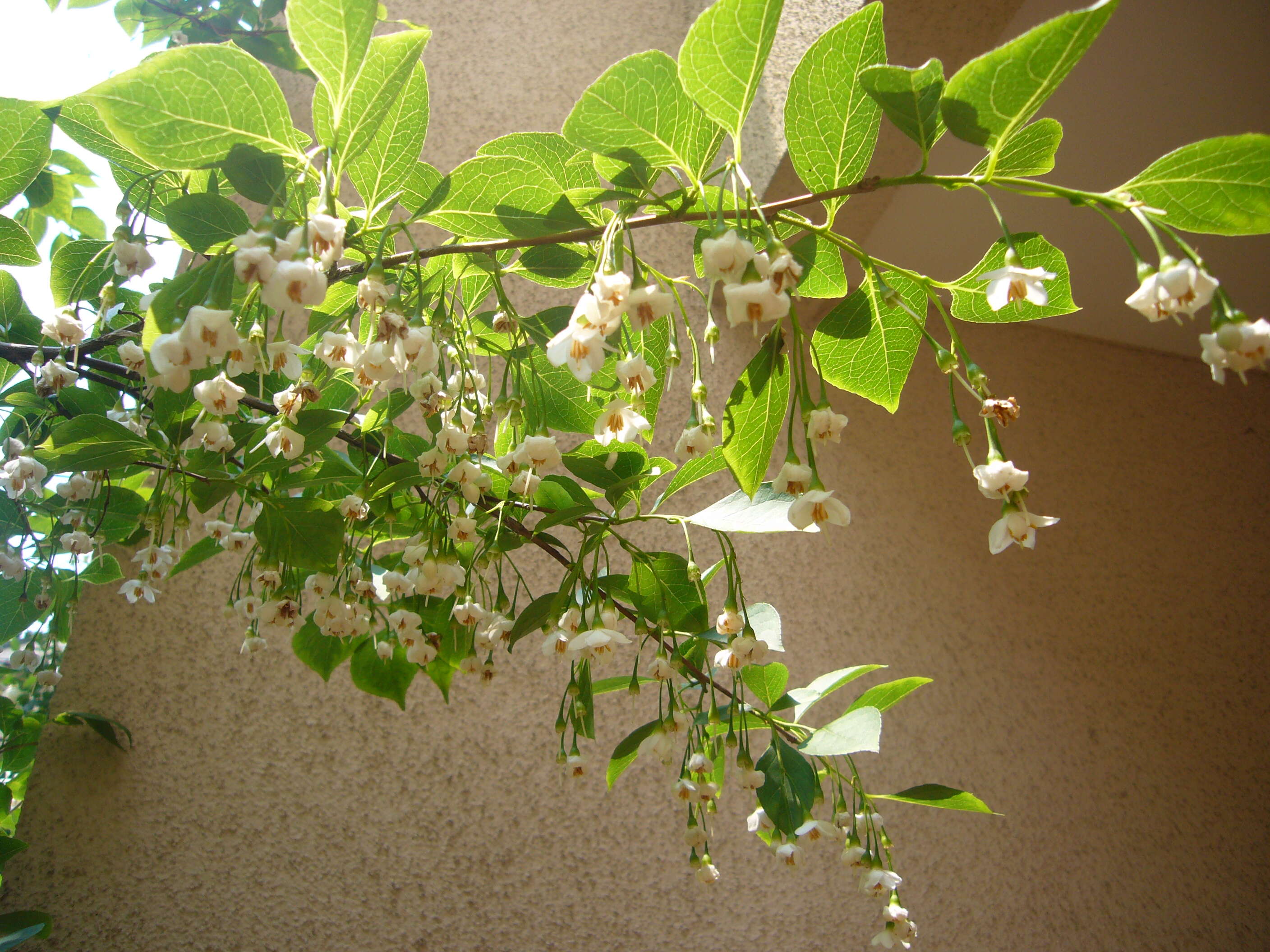 Image of Japanese snowbell