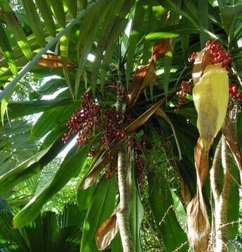 Image of Cordyline manners-suttoniae F. Muell.