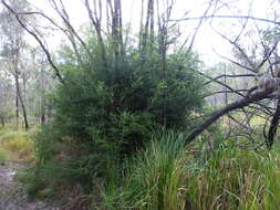 Image de Melaleuca lophocoracorum A. J. Ford, Craven & Brophy