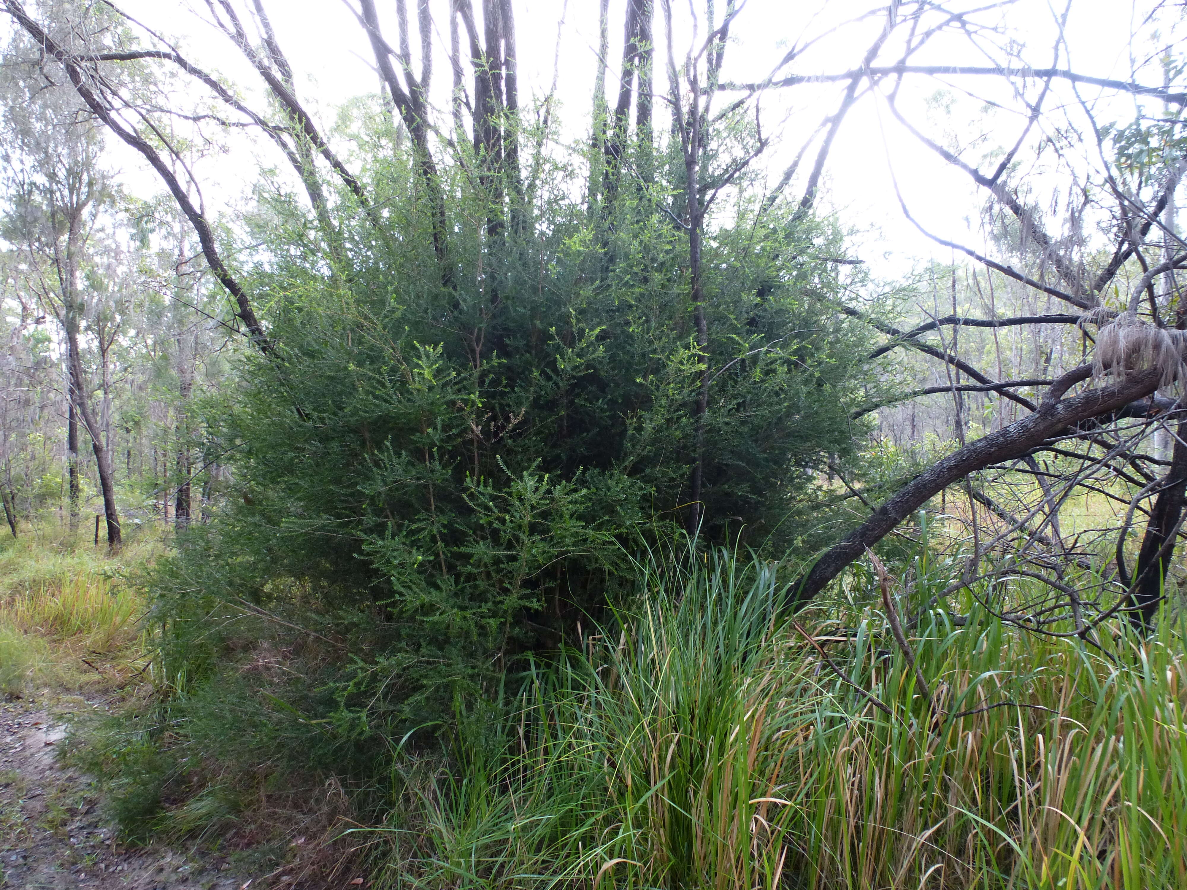 Image de Melaleuca lophocoracorum A. J. Ford, Craven & Brophy