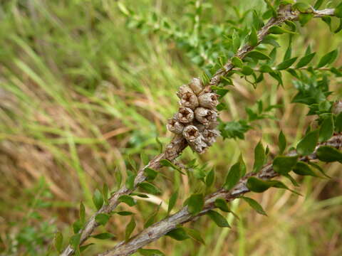 Image of Melaleuca lophocoracorum A. J. Ford, Craven & Brophy