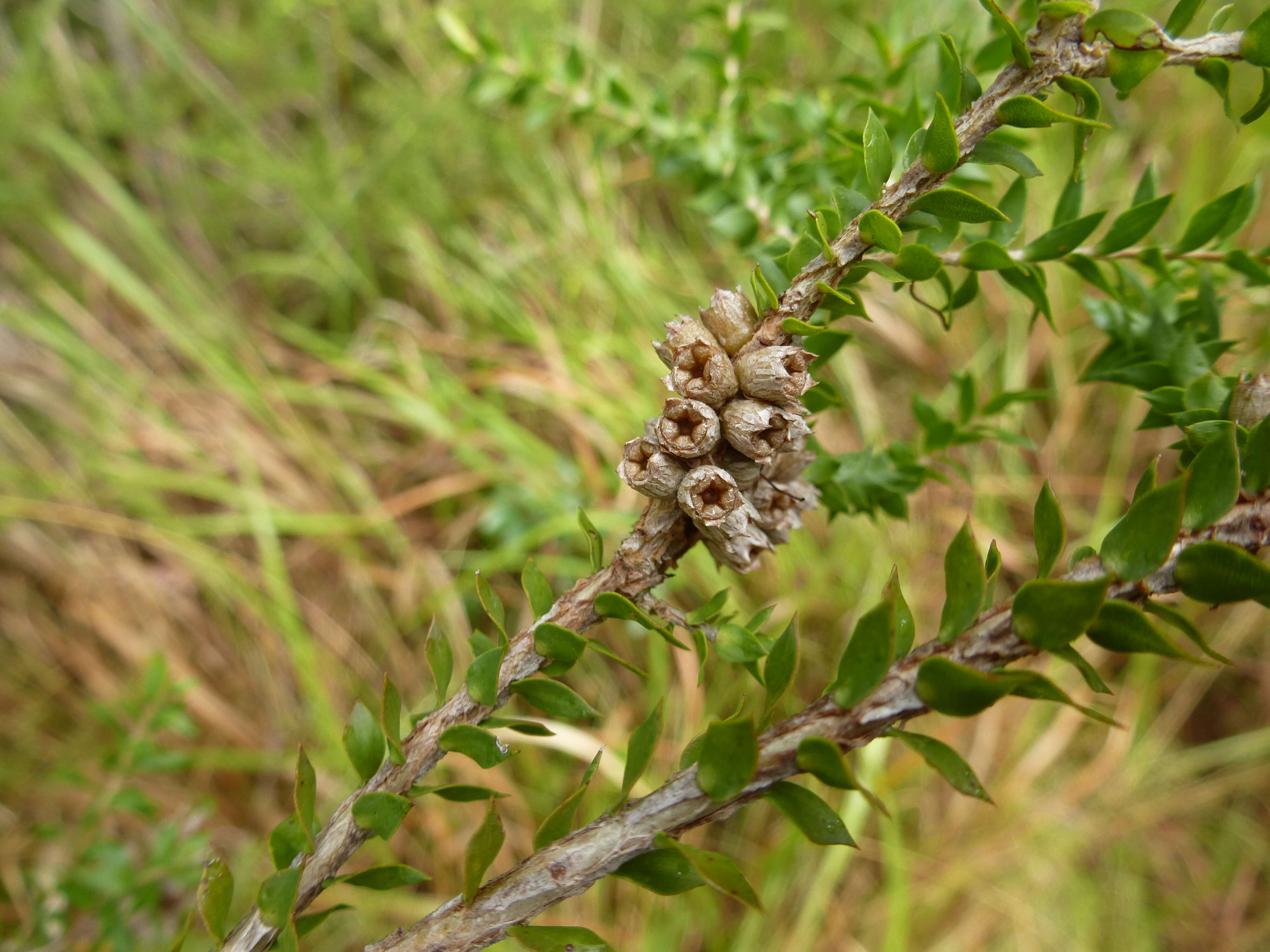 Image de Melaleuca lophocoracorum A. J. Ford, Craven & Brophy