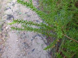 Image de Melaleuca lophocoracorum A. J. Ford, Craven & Brophy