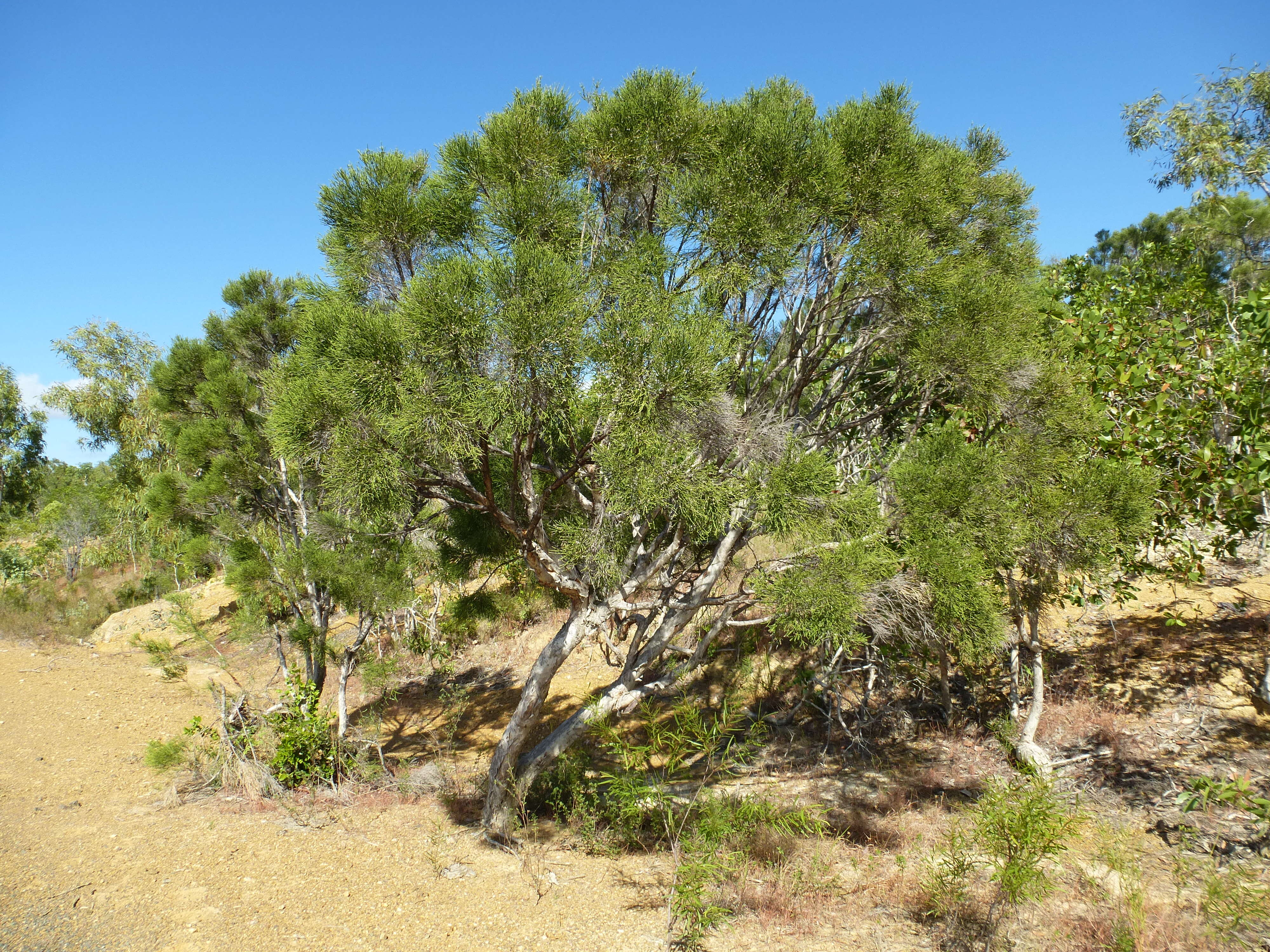 صورة Melaleuca foliolosa A. Cunn. ex Benth.