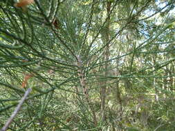 صورة Melaleuca foliolosa A. Cunn. ex Benth.