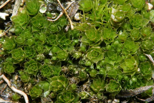 Image of Bryum elegans Nees ex Bridel 1827