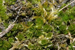 Image of Bryum elegans Nees ex Bridel 1827