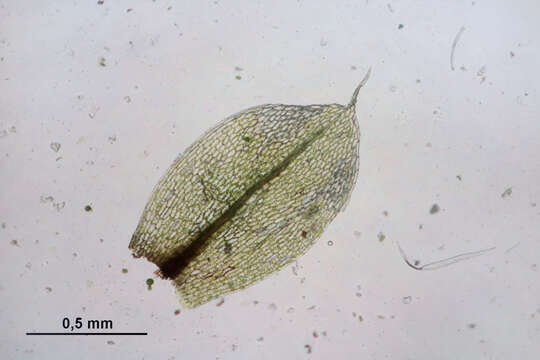 Image of Bryum elegans Nees ex Bridel 1827