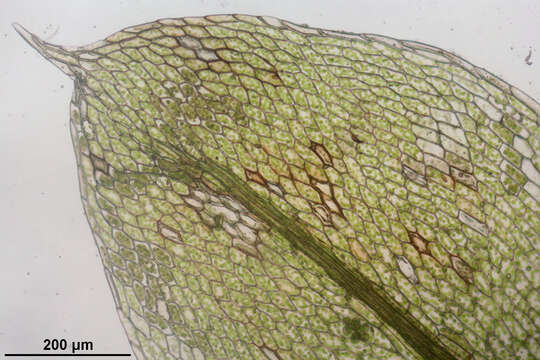 Image of Bryum elegans Nees ex Bridel 1827