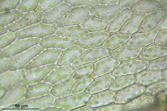 Image of Bryum elegans Nees ex Bridel 1827