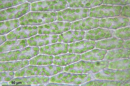 Image of Bryum elegans Nees ex Bridel 1827