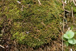 Image of Bryum elegans Nees ex Bridel 1827