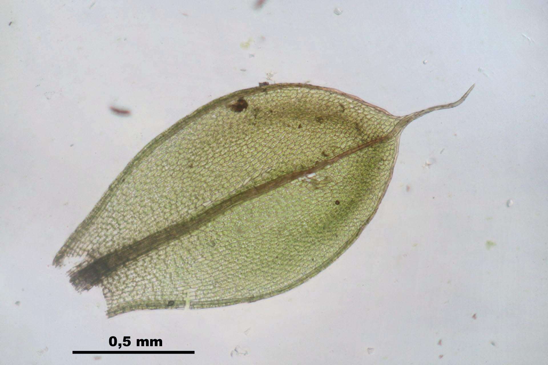 Image of Bryum elegans Nees ex Bridel 1827